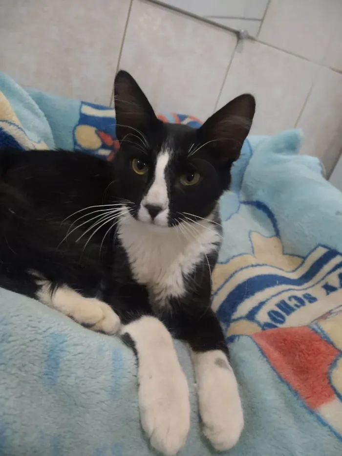 Gato ra a SRD-ViraLata idade 2 a 6 meses nome Bidú