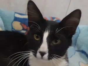 Gato raça SRD-ViraLata idade 2 a 6 meses nome Bidú