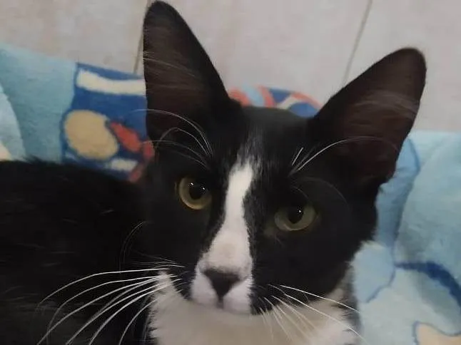 Gato ra a SRD-ViraLata idade 2 a 6 meses nome Bidú