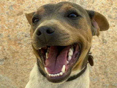 Cachorro raça Fox Terrier idade 1 ano nome Stallone