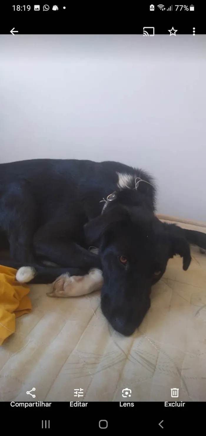 Cachorro ra a SRD-ViraLata idade 2 anos nome Preta