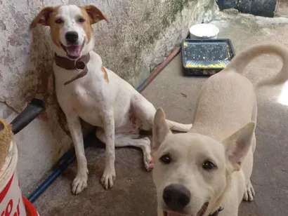 Cachorro raça SRD-ViraLata idade 1 ano nome Pérola e spayke 