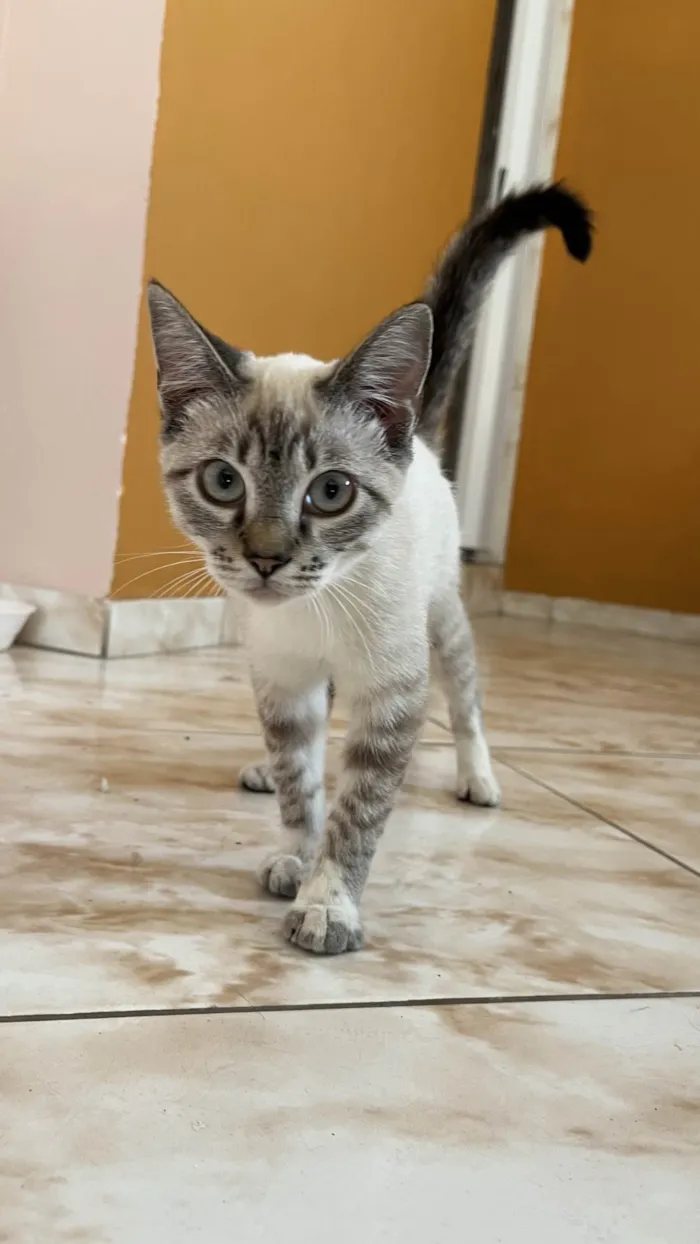 Gato ra a SRD-ViraLata idade 2 a 6 meses nome Sem nome