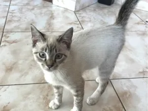 Gato raça SRD-ViraLata idade 2 a 6 meses nome Sem nome