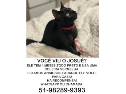 Gato raça SRD-ViraLata idade 2 a 6 meses nome Josue