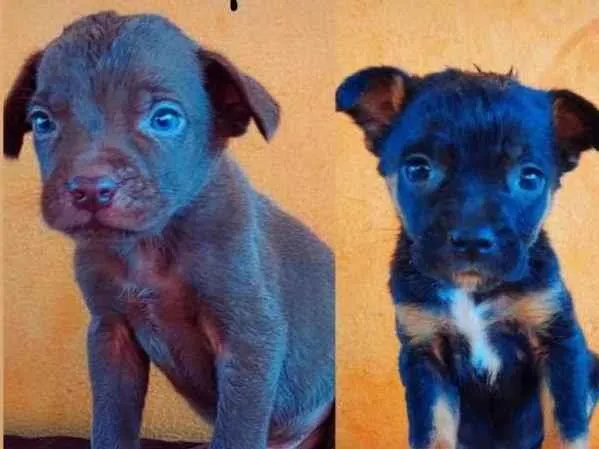 Cachorro ra a SRD-ViraLata idade Abaixo de 2 meses nome Filhotes 