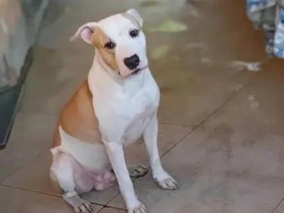 Cachorro raça Pit-Bull idade 2 anos nome Perceu 