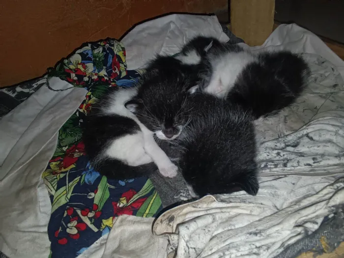 Gato ra a SRD-ViraLata idade Abaixo de 2 meses nome Não tem