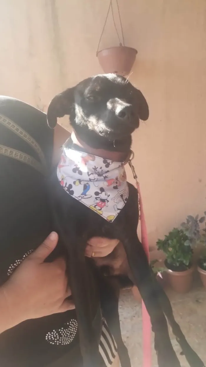 Cachorro ra a Paulistinha  idade 7 a 11 meses nome Bili