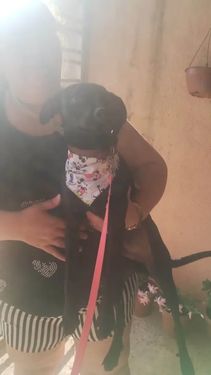 Cachorro ra a Paulistinha  idade 7 a 11 meses nome Bili