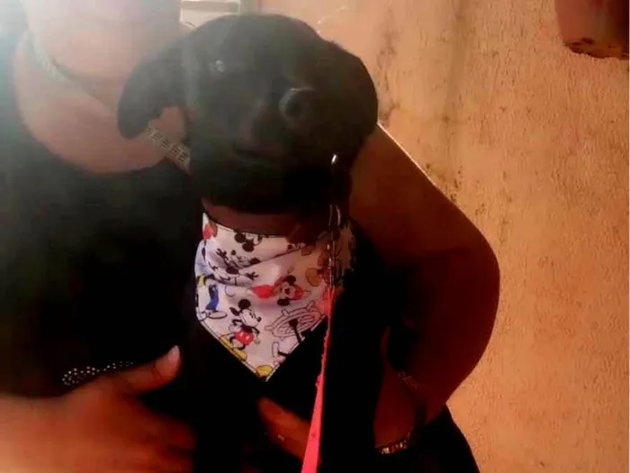 Cachorro ra a Paulistinha  idade 7 a 11 meses nome Bili