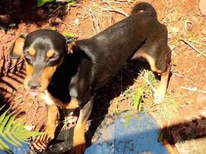 Cachorro ra a Paulistinha idade 2 anos nome Luna 