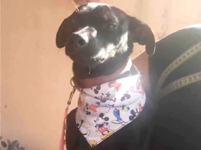 Cachorro ra a Paulistinha  idade 7 a 11 meses nome Bili