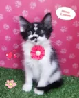 milly