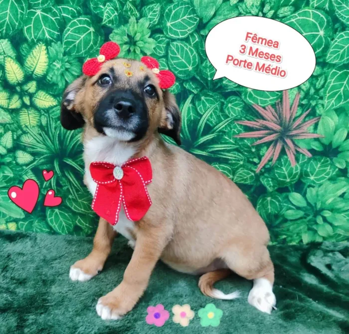 Cachorro ra a SRD-ViraLata idade 2 a 6 meses nome vivy