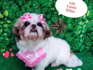 Cachorro raça Shitzu idade 2 anos nome lulu