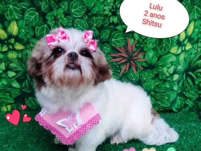 Cachorro ra a Shitzu idade 2 anos nome lulu