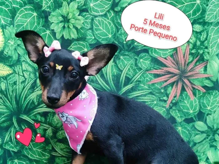 Cachorro ra a SRD-ViraLata idade 2 a 6 meses nome Lili