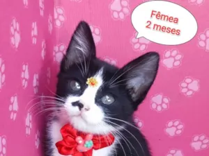 Gato raça SRD-ViraLata idade 2 a 6 meses nome Lolla Maria 