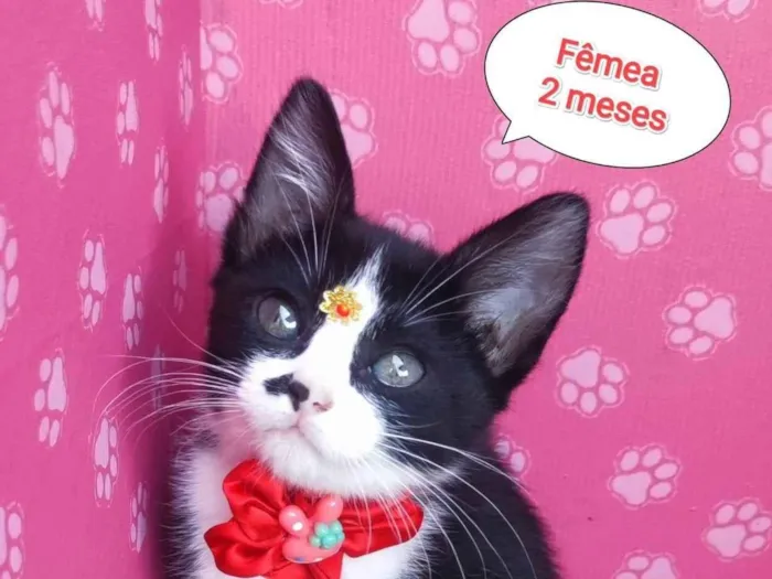 Gato ra a SRD-ViraLata idade 2 a 6 meses nome Lolla Maria 