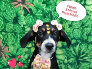 Cachorro raça SRD-ViraLata idade 2 a 6 meses nome Ariana