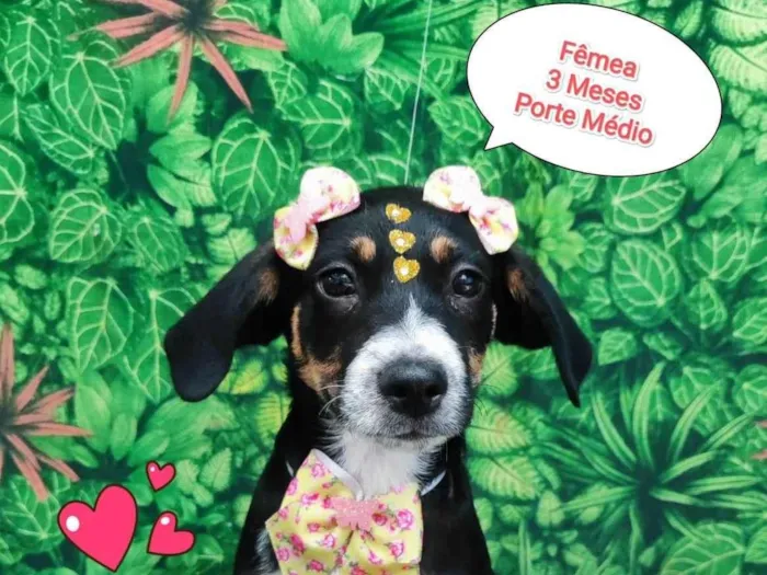 Cachorro ra a SRD-ViraLata idade 2 a 6 meses nome Ariana