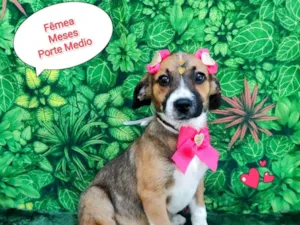 Cachorro raça SRD-ViraLata idade 2 a 6 meses nome barbie