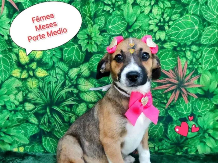 Cachorro ra a SRD-ViraLata idade 2 a 6 meses nome barbie