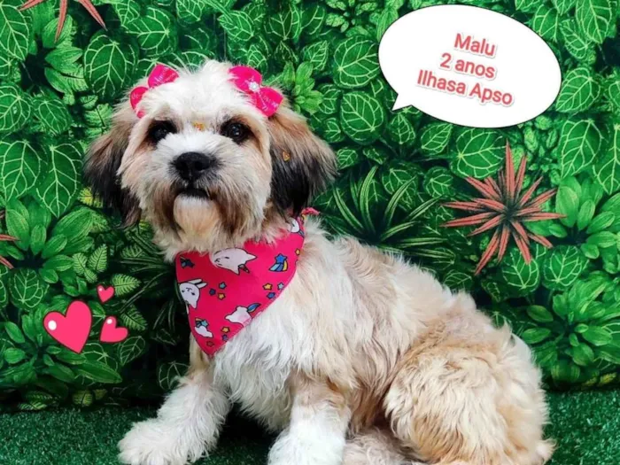 Cachorro ra a Lhasa Apso idade 2 anos nome Malu