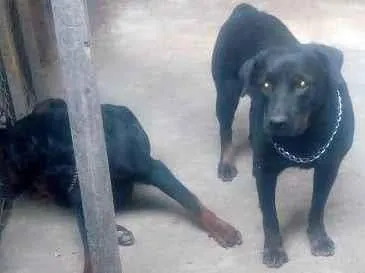 Cachorro ra a Rottweiler idade 6 ou mais anos nome Leona e Taurus 