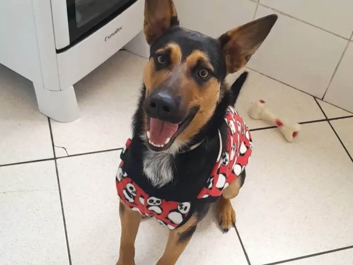 Cachorro ra a SRD-ViraLata idade 7 a 11 meses nome Adote um parceiro