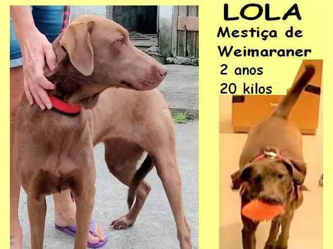 Cachorro ra a SRD-ViraLata idade 2 anos nome Lola 