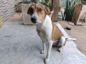 Cachorro raça SRD-ViraLata idade 1 ano nome Perninha