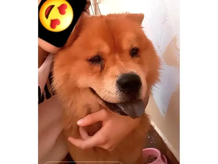 Cachorro ra a Chow Chow idade 2 a 6 meses nome Megue