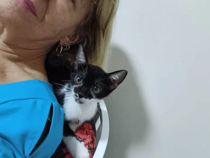 Gato ra a SRD-ViraLata idade Abaixo de 2 meses nome Ágata