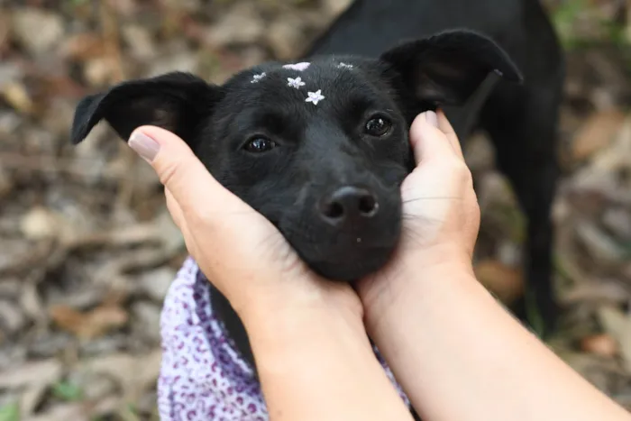 Cachorro ra a SRD-ViraLata idade 7 a 11 meses nome Malu