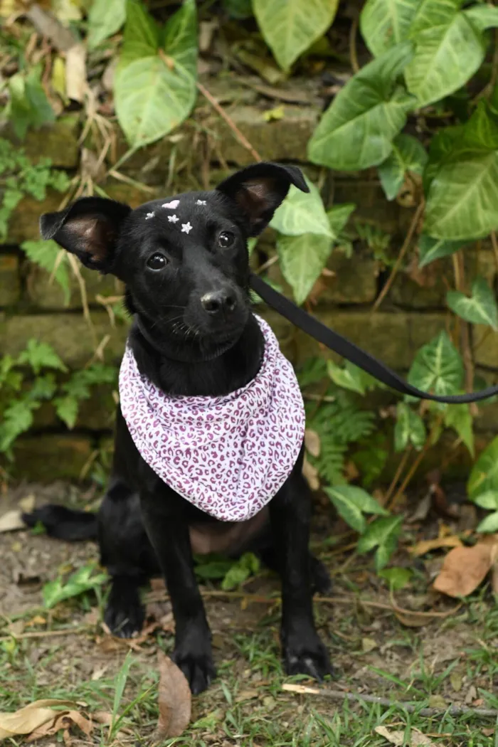 Cachorro ra a SRD-ViraLata idade 7 a 11 meses nome Malu