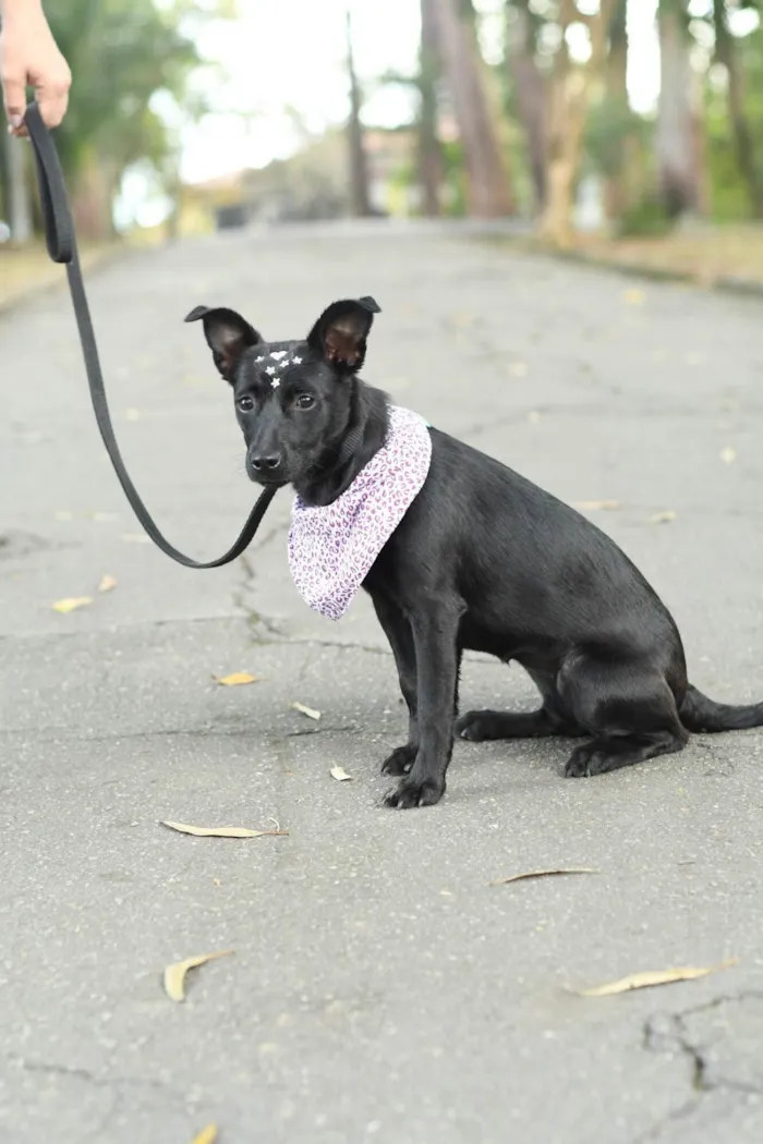 Cachorro ra a SRD-ViraLata idade 7 a 11 meses nome Malu