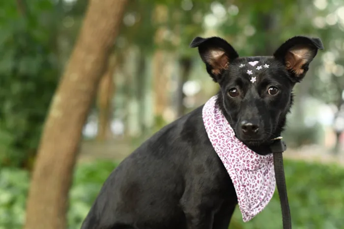 Cachorro ra a SRD-ViraLata idade 7 a 11 meses nome Malu