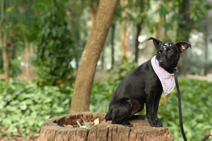 Cachorro ra a SRD-ViraLata idade 7 a 11 meses nome Malu