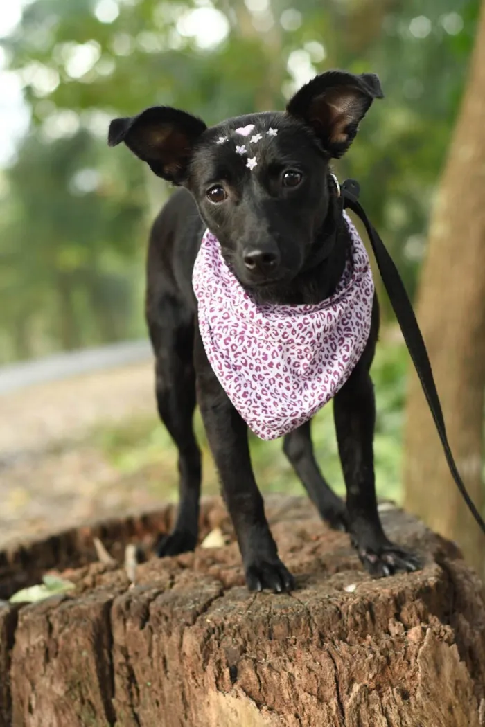 Cachorro ra a SRD-ViraLata idade 7 a 11 meses nome Malu