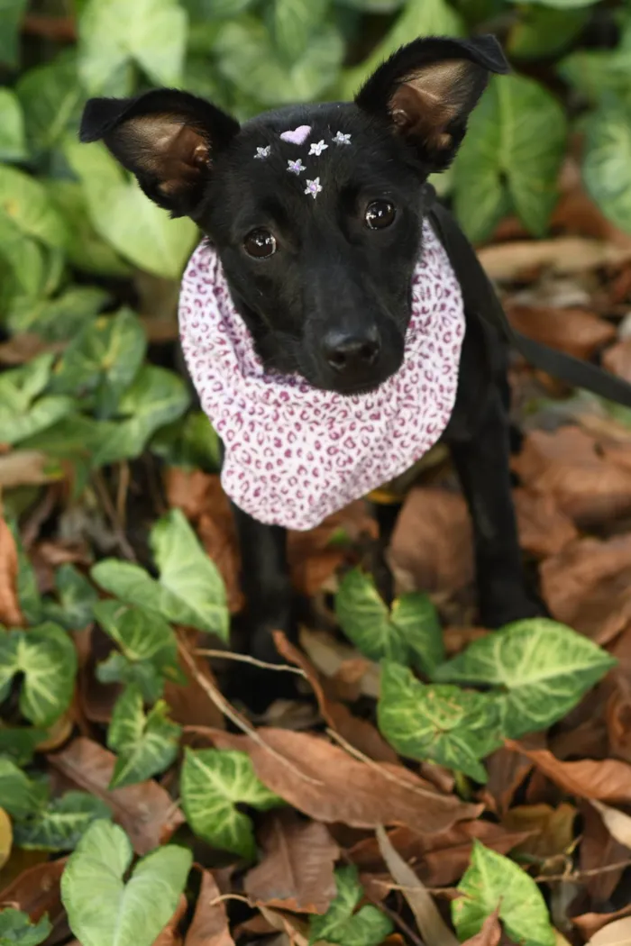 Cachorro ra a SRD-ViraLata idade 7 a 11 meses nome Malu