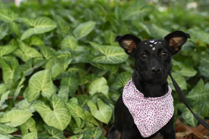 Cachorro ra a SRD-ViraLata idade 7 a 11 meses nome Malu