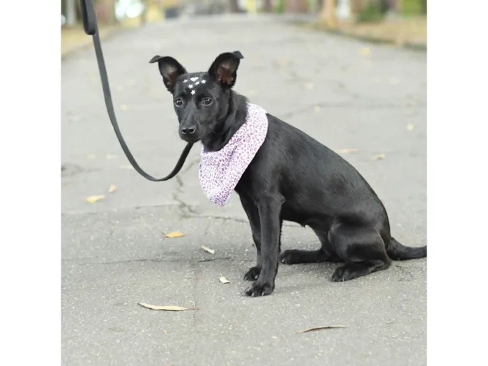 Cachorro ra a SRD-ViraLata idade 7 a 11 meses nome Malu