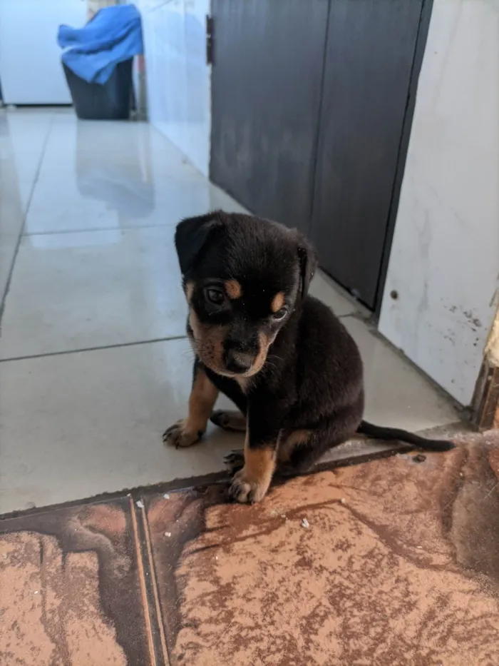 Cachorro ra a SRD-ViraLata idade 2 a 6 meses nome Apollo