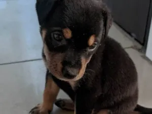 Cachorro raça SRD-ViraLata idade 2 a 6 meses nome Apollo