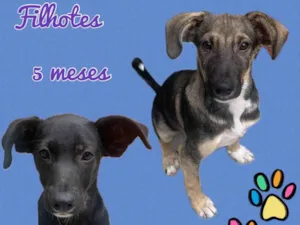 Cachorro raça SRD-ViraLata idade 2 a 6 meses nome Filhotes brincalhões 