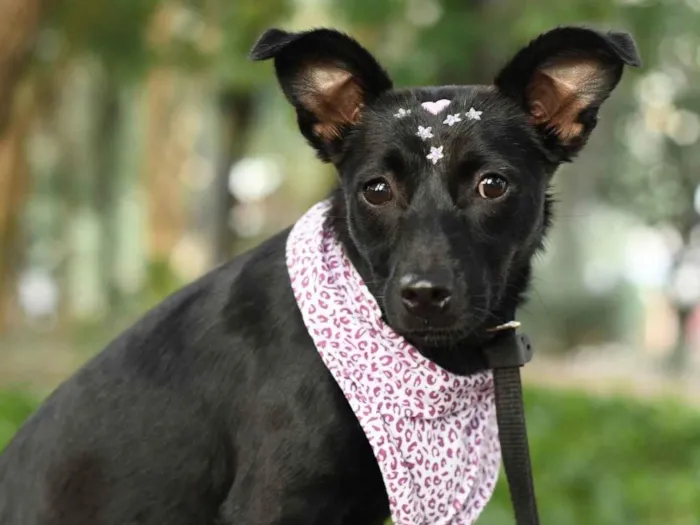 Cachorro ra a SRD-ViraLata idade 7 a 11 meses nome Malu