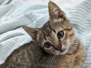 Gato raça SRD-ViraLata idade 2 a 6 meses nome Cassaco