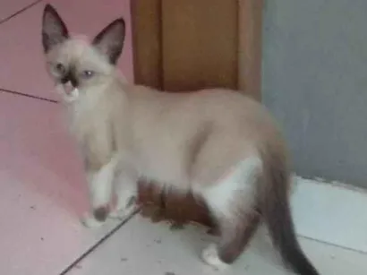 Gato raça Sianês idade 2 a 6 meses nome Brincalhona e amo abraço 